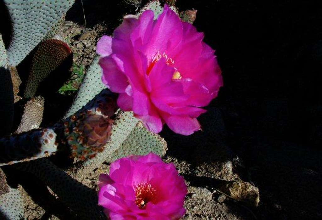 Cactus flowers along the...