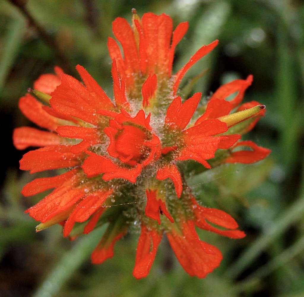 Indian Paintbrush at the summit