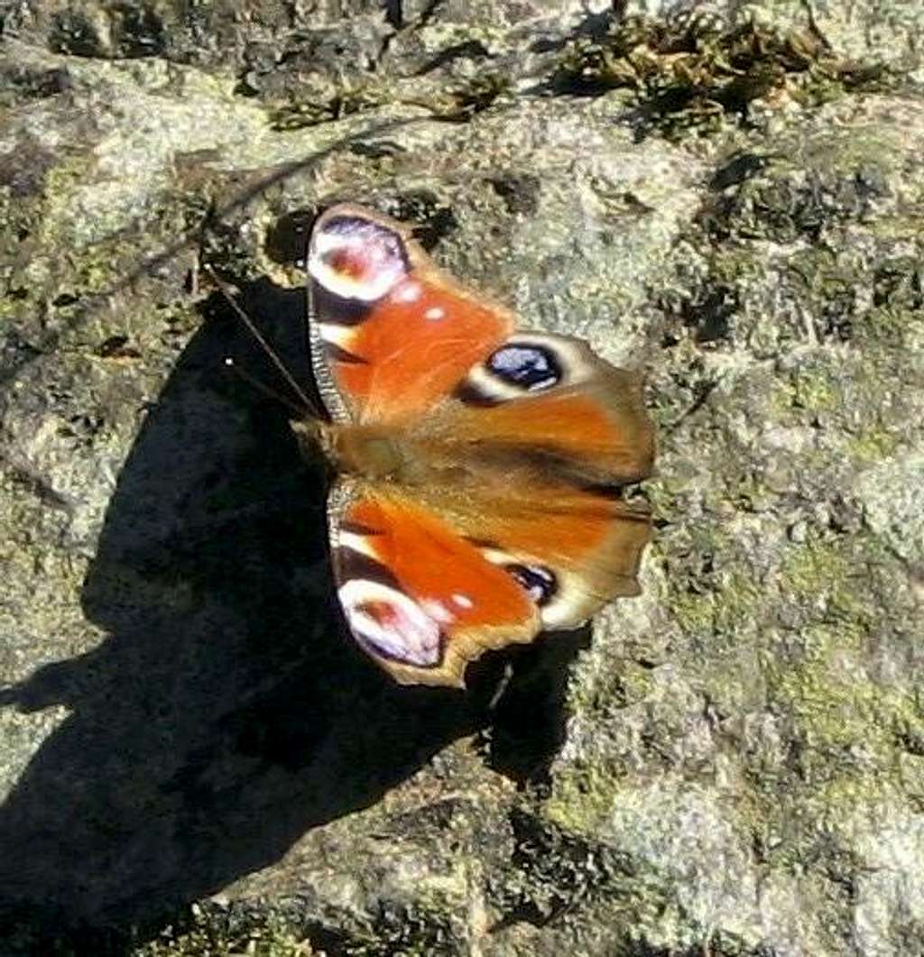 Inachis io - Peacock Butterfly (Tagpfauenauge)