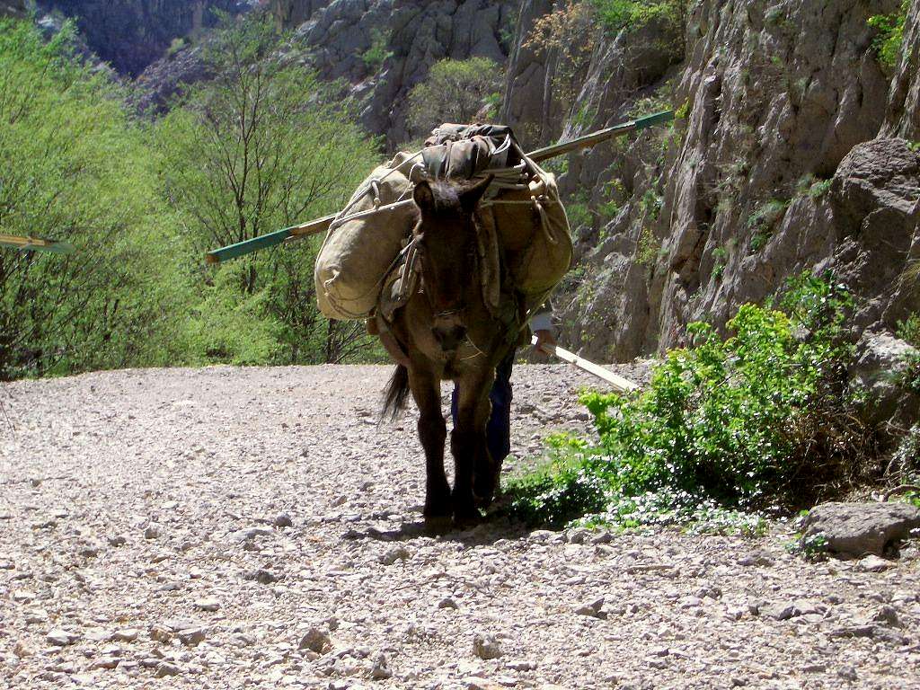 Mule brings the stuffs to the hut in Velka Paklenica valley