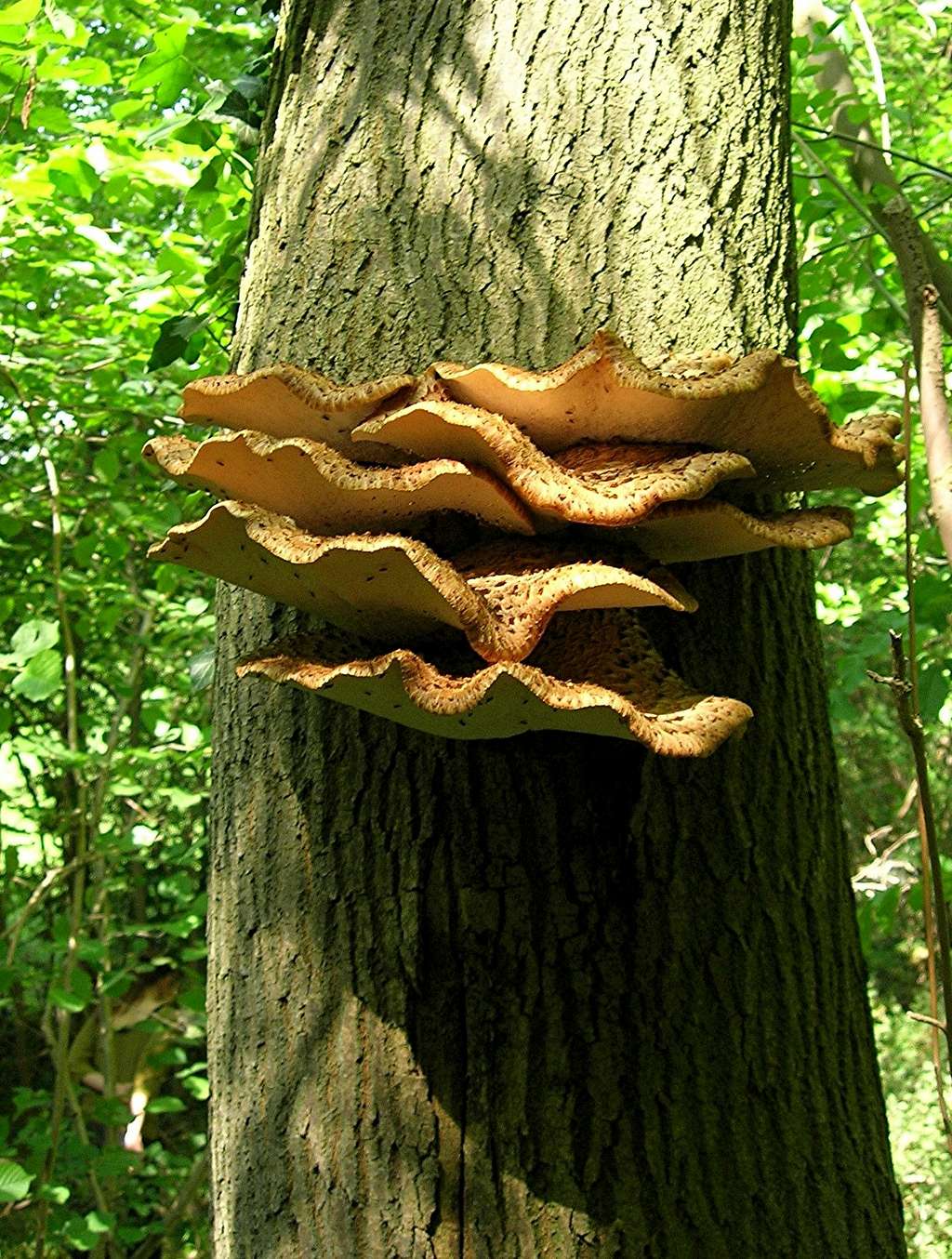 Mushroofs
