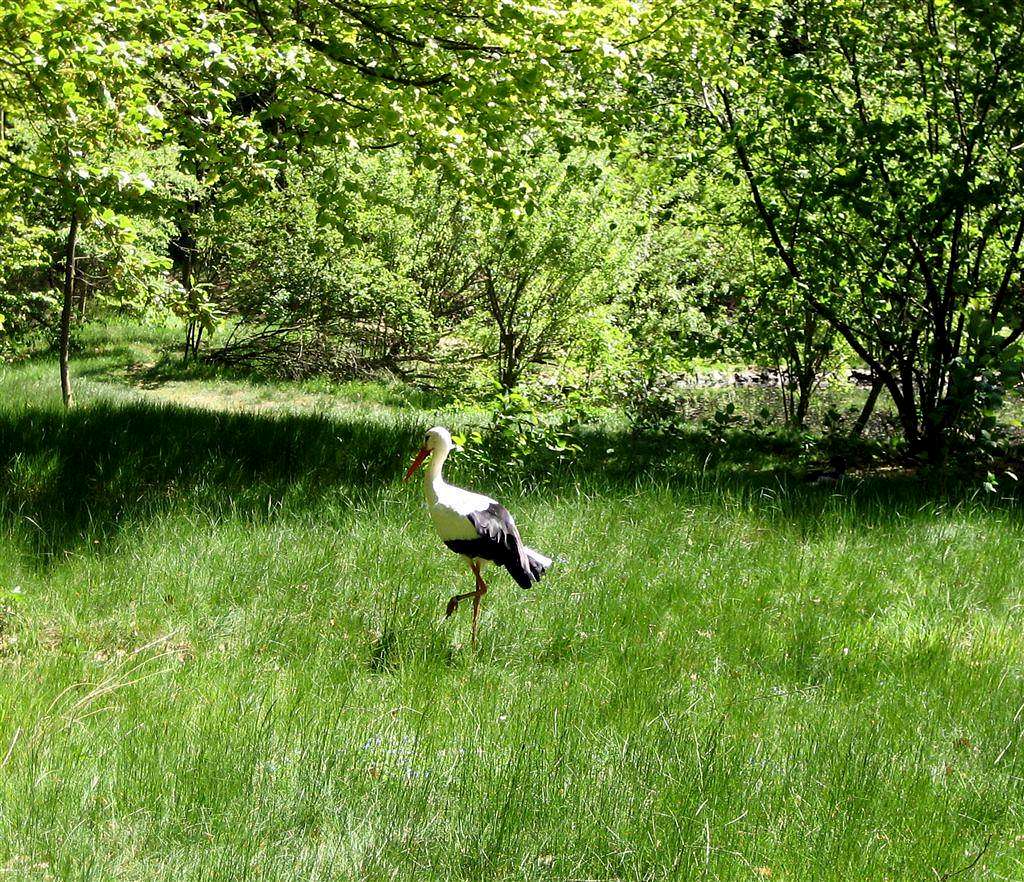 Ciconia ciconia - Stork (Storch)
