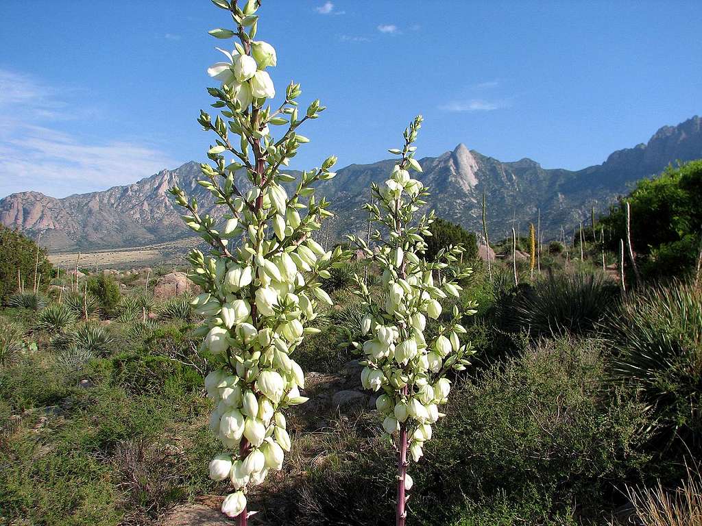 Soapweed yuccas in bloom