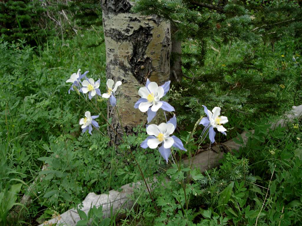 Colorado's Beloved Columbine