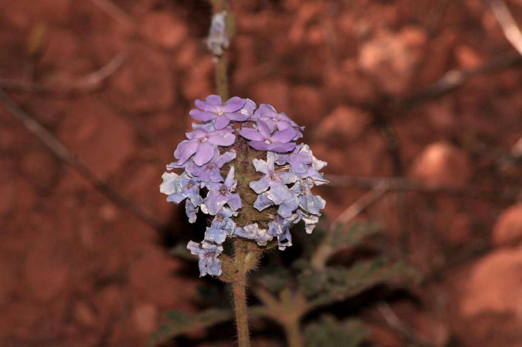 Little Purple Flowers