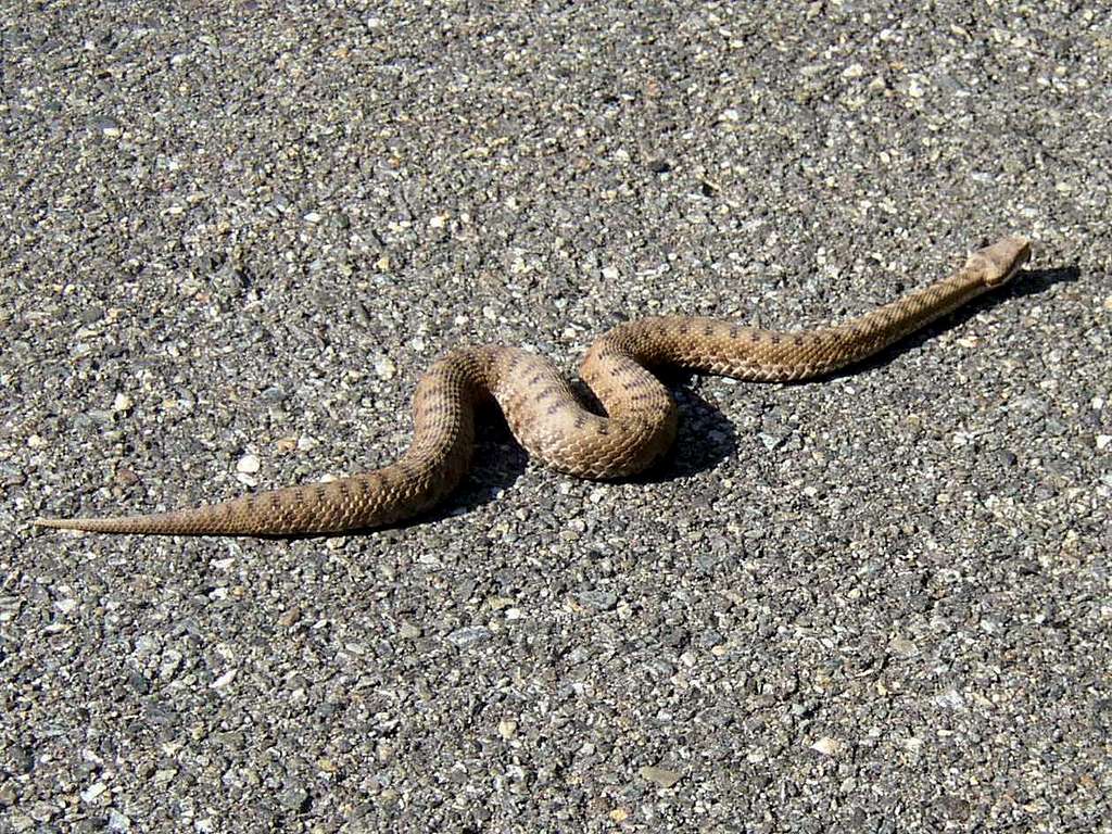 Snake - Viper Aspis