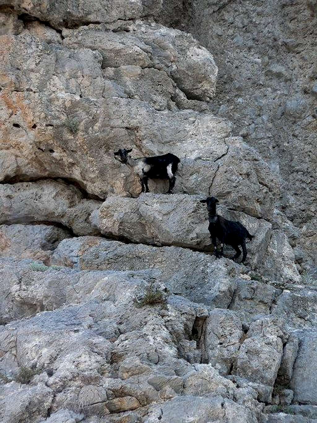 Goat Wall