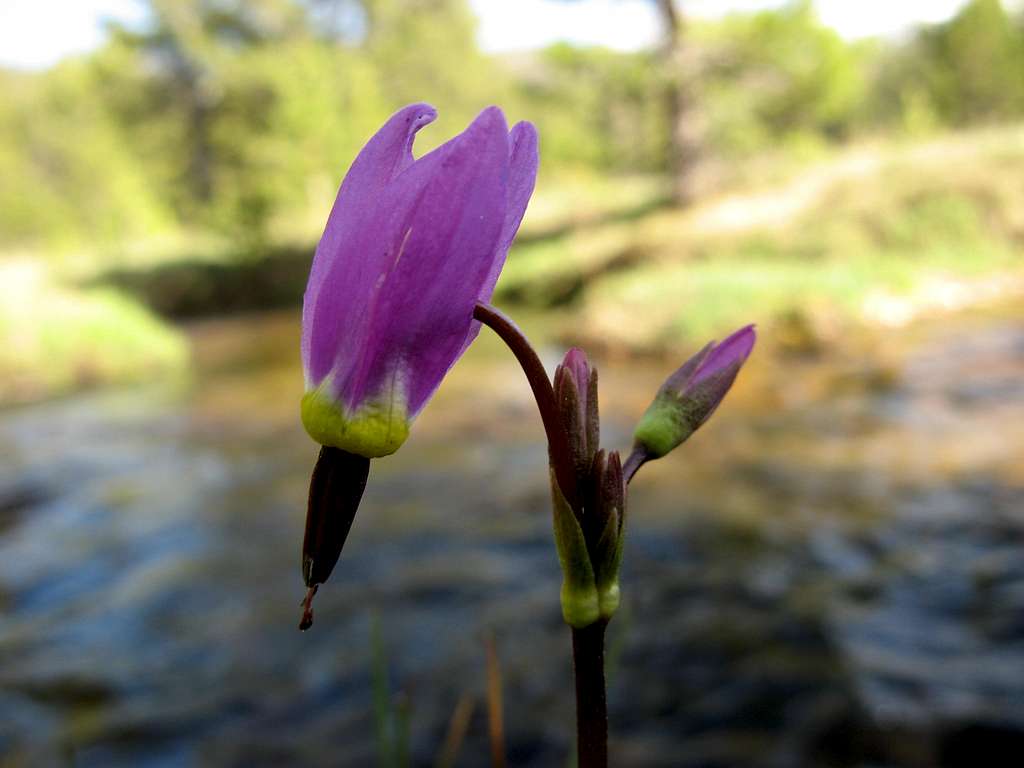 Dodecatheon jeffreyi growing next to Cold Creek in High Meadows