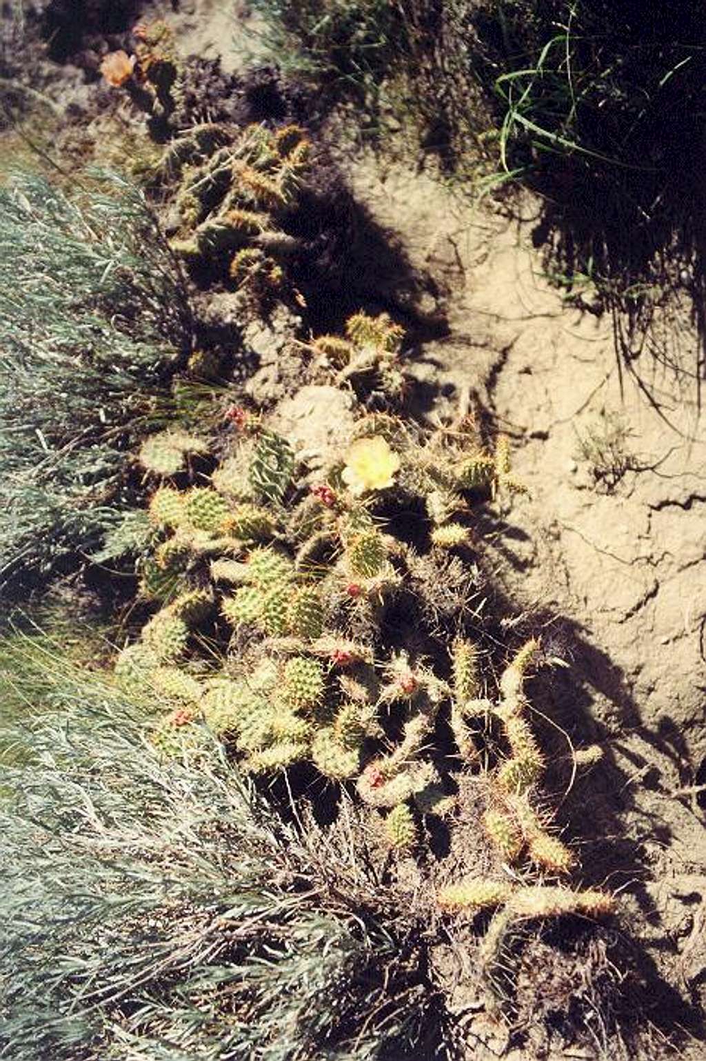 A lurking cactus patch in a...