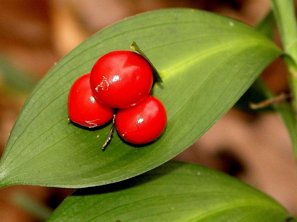 Red pearls