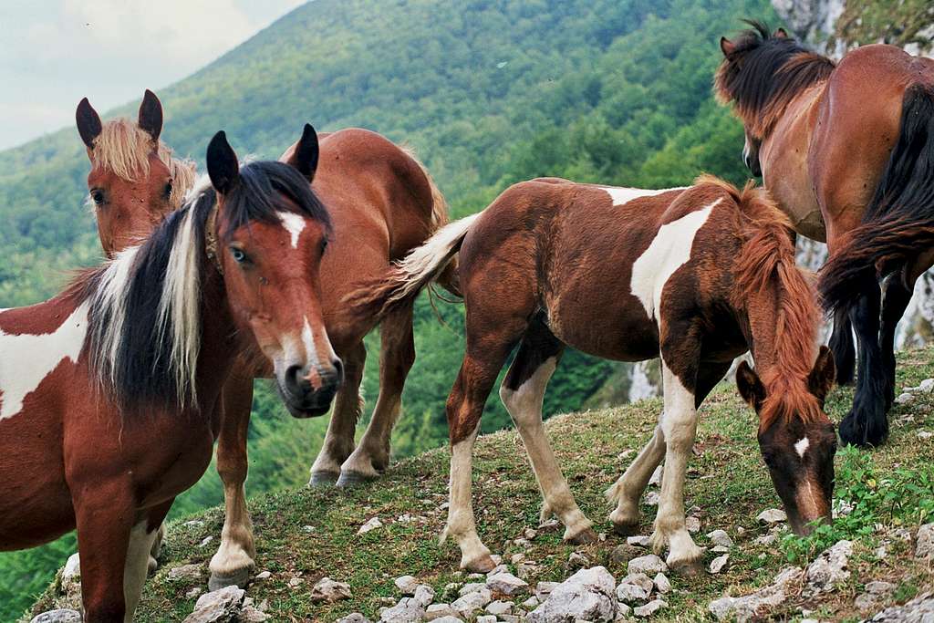 Horses at San Adrian Cave