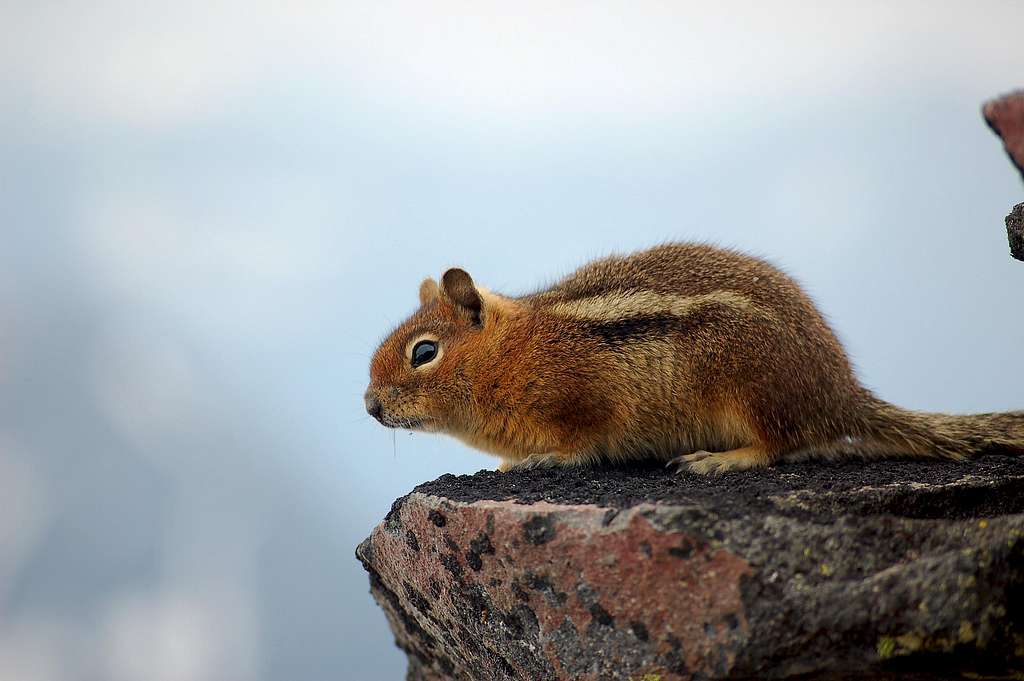 Chipmunk model