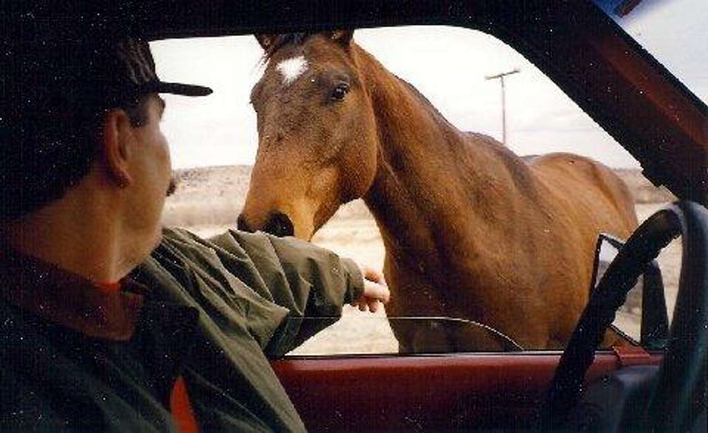 Horse near Black Mesa