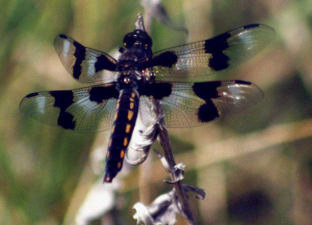 Eight-Spotted Skimmer, Blitzen River Canyon, May 2006