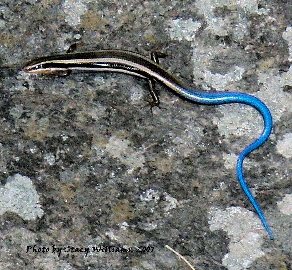 Skink