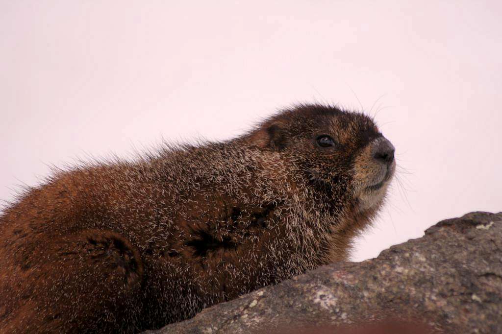 Marmot close-up