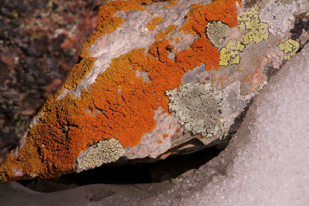 Colorful lichen display