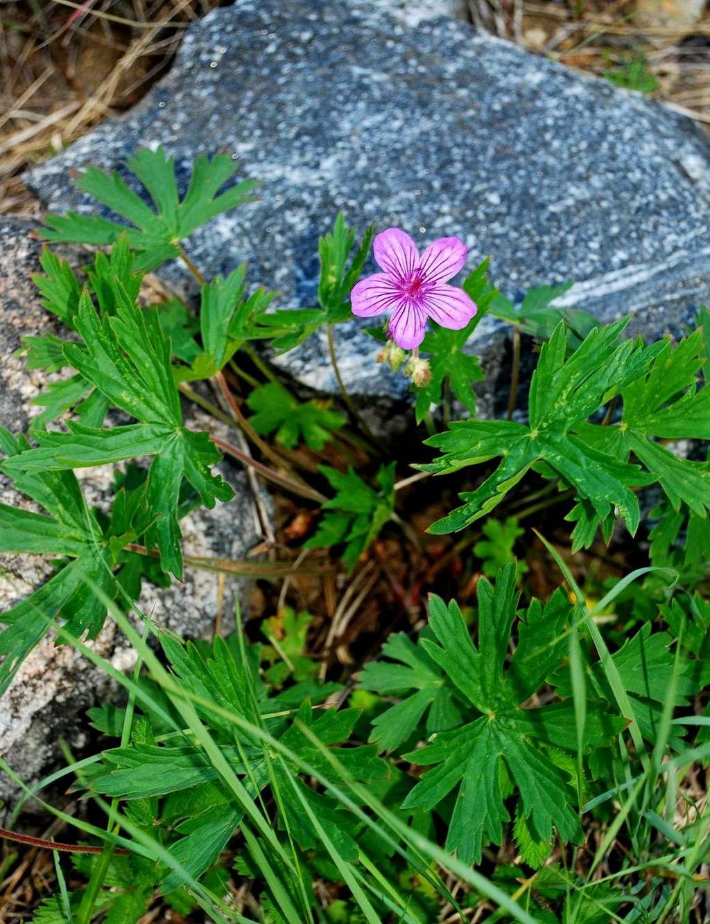 Single Wild Geranium Bloom