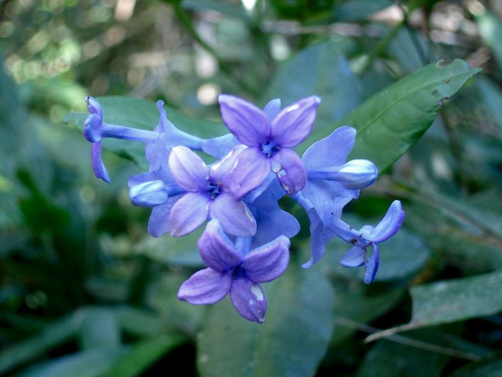 Bocaina's flower