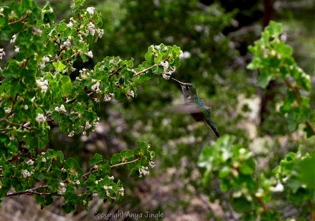 Hummingbird in Trail Canyon