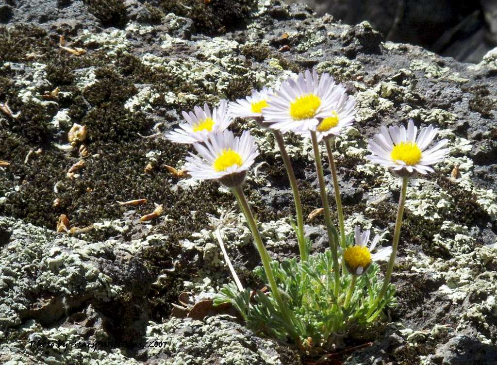 Asters/Lava Rock