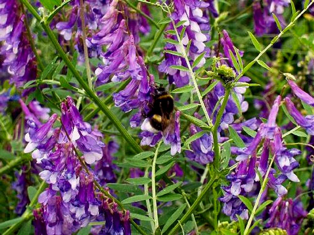 Bumble Bee on Tufted Vetch