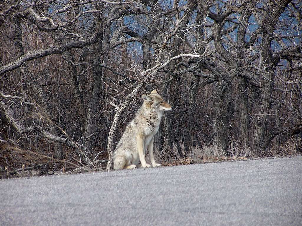 Mesa Verde Coyote