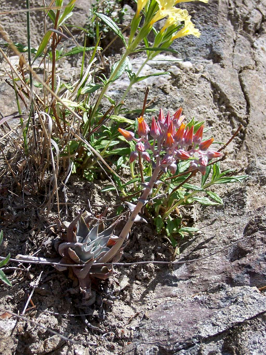 Dudleya and Mimulus