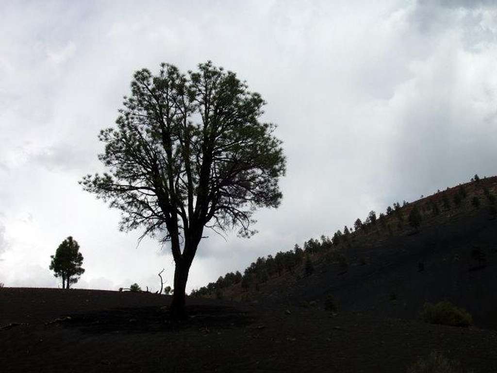 Tree Silhouette at Sunset Crater