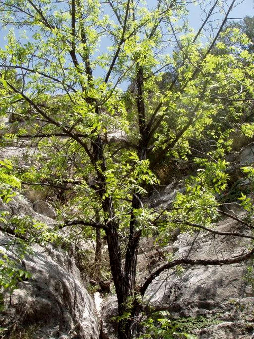 Walnut Tree in Walnut Canyon