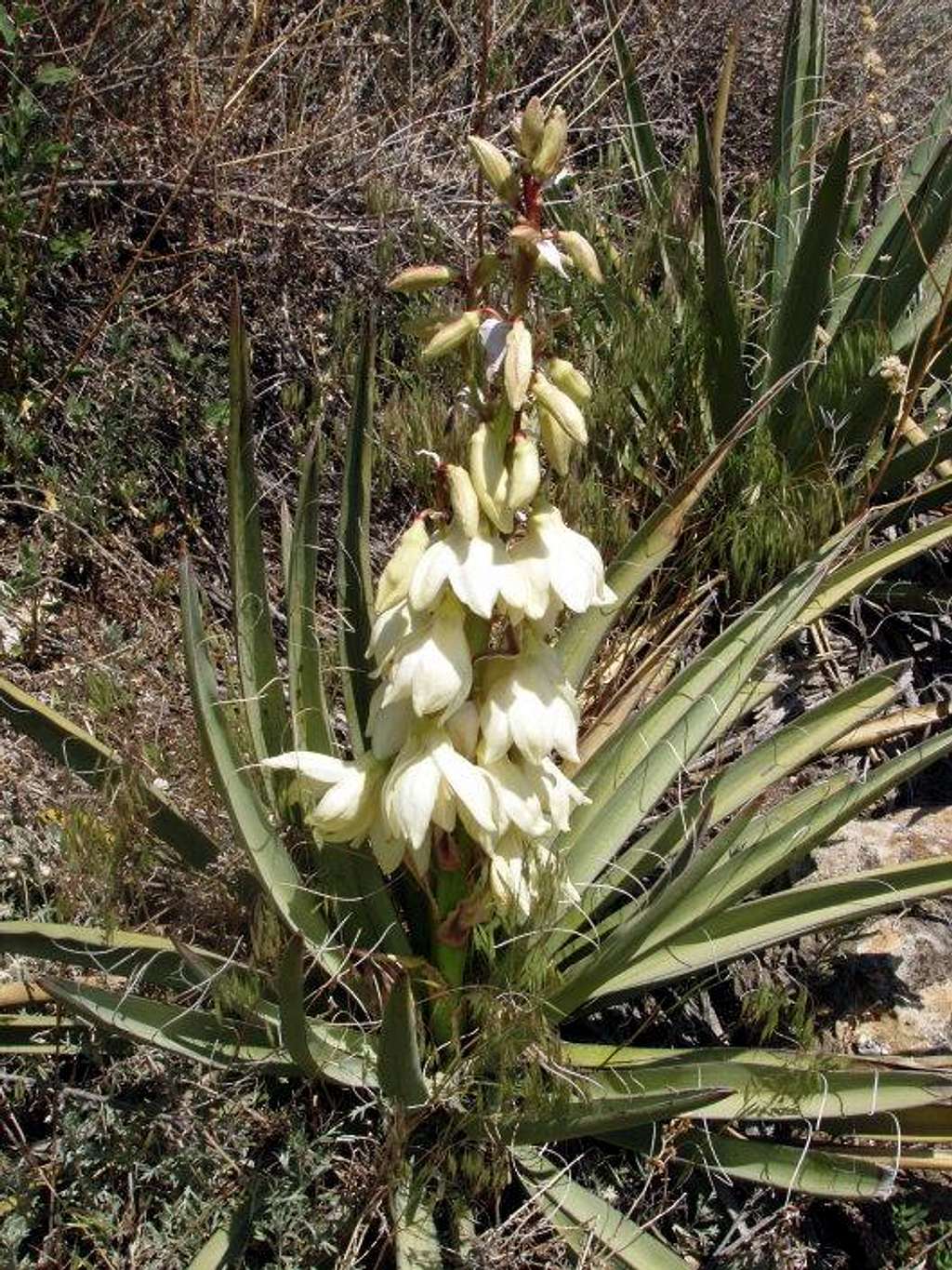 Yucca Flower Stalk