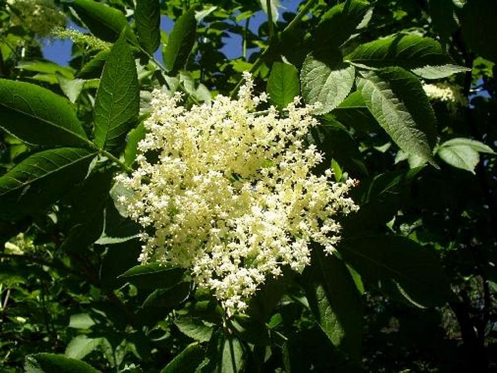 Flower of European Black Elderberry