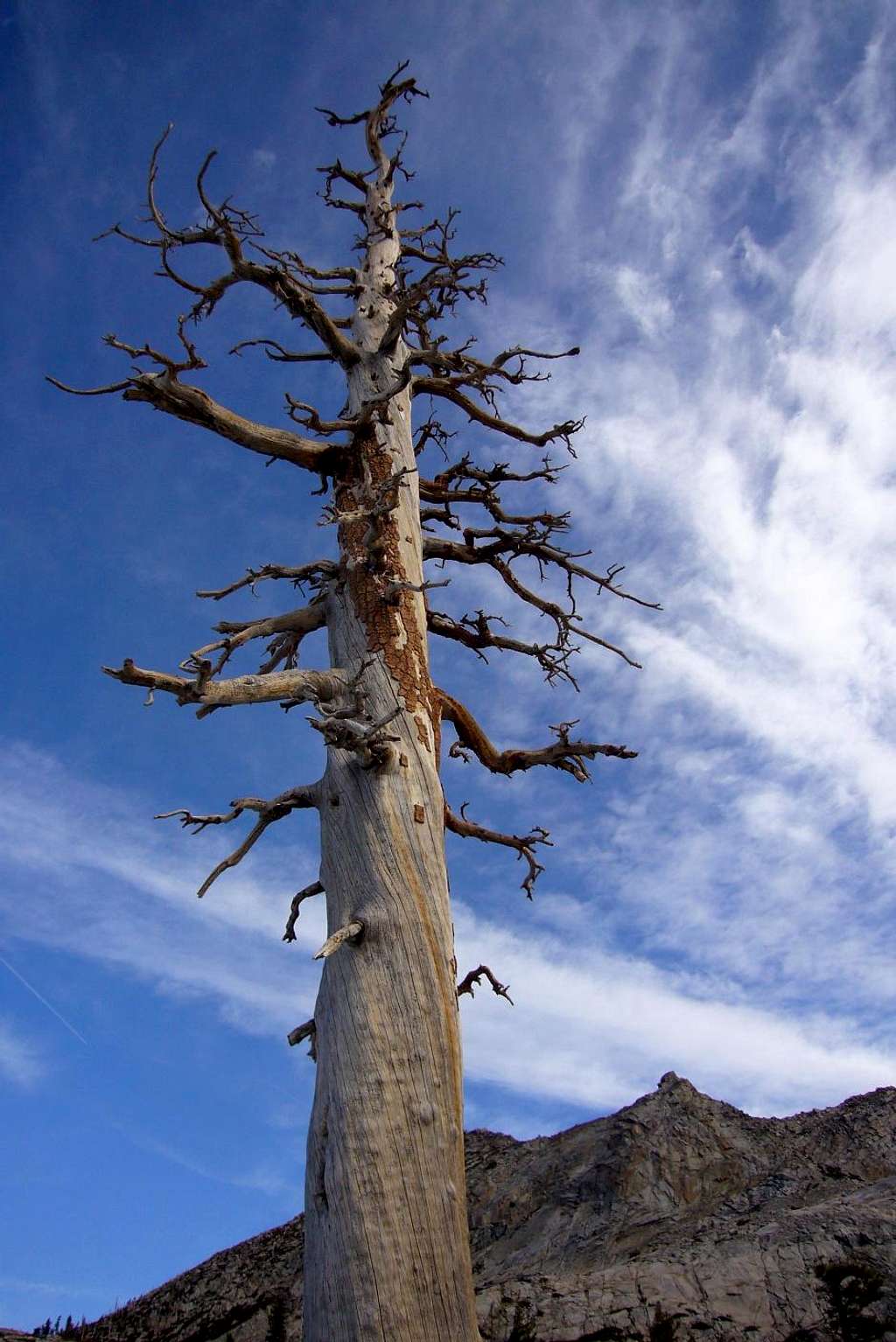 A gnarled old tree next to Twin Lakes.