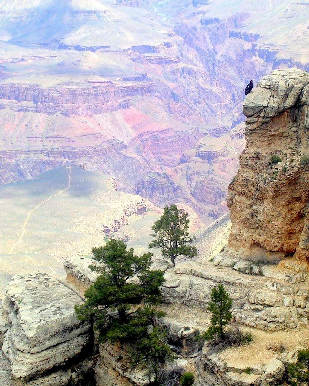 Condor, Grand Canyon