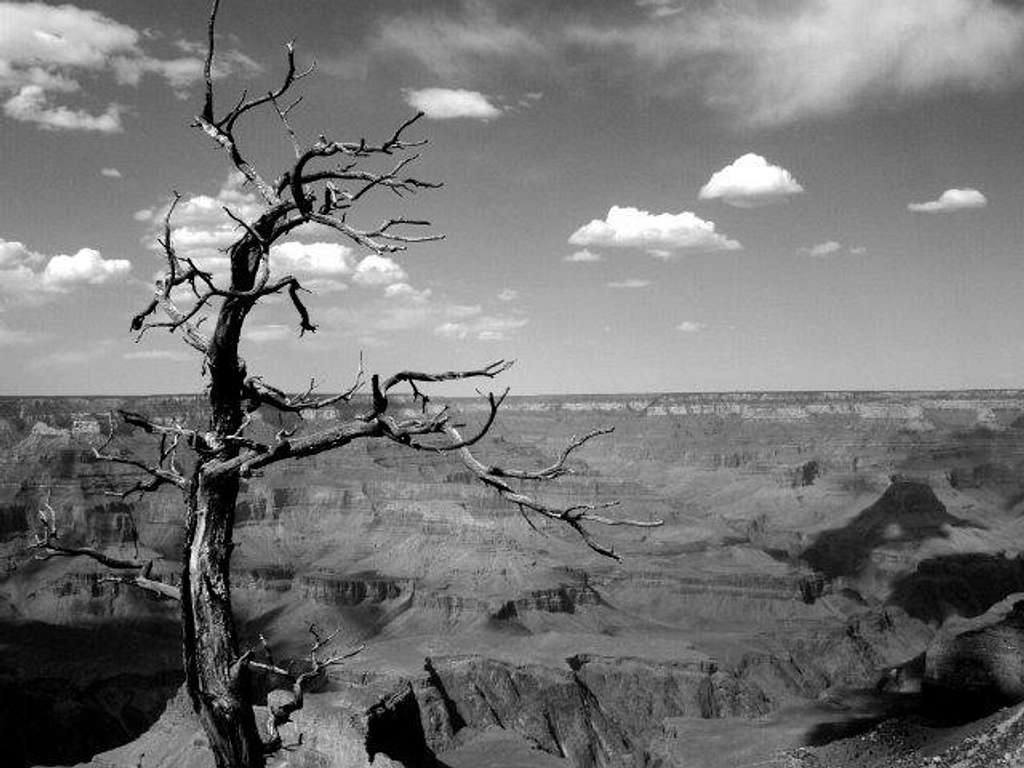 Grand Canyon Tree Black and Whtie