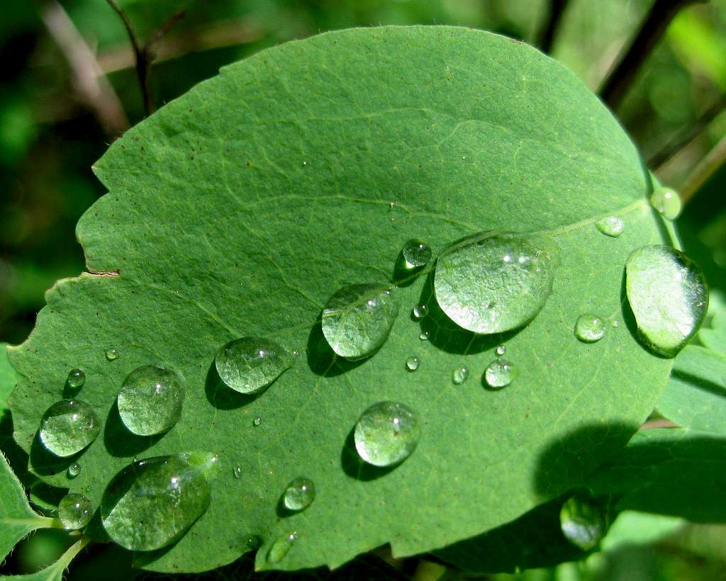 Drops and Leaf