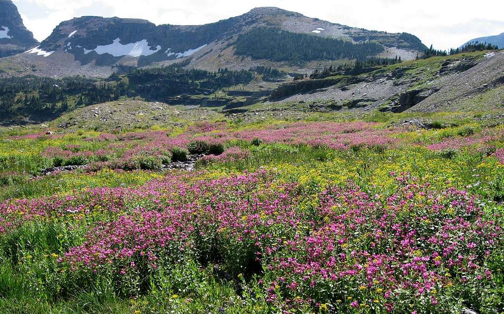 Logan Pass Wildflowers