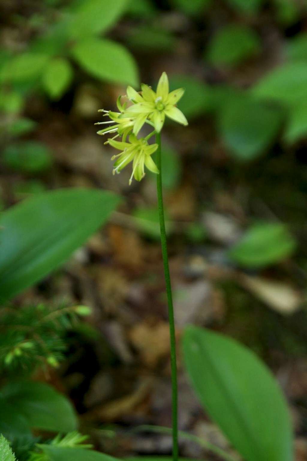 Bluebead Lily