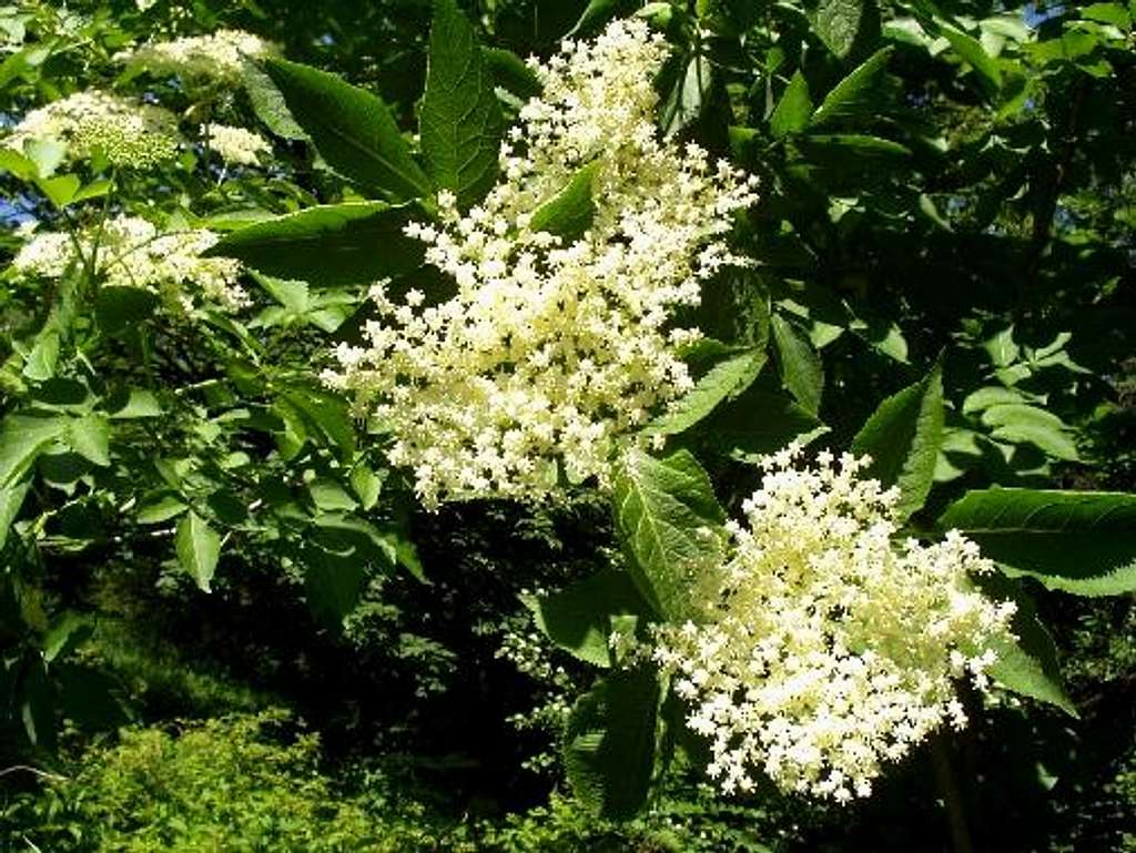 Flowers of European Black Elderberry