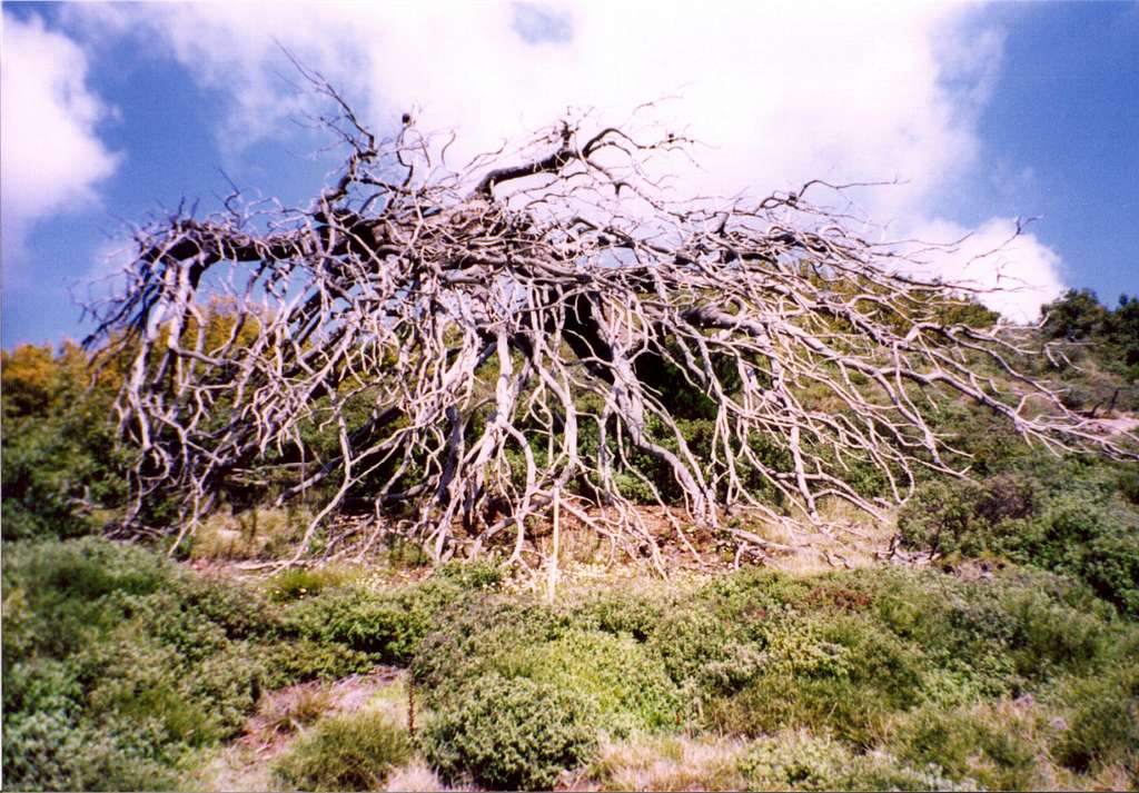 A very peculiar tree at the slopes of Mt.Penteli