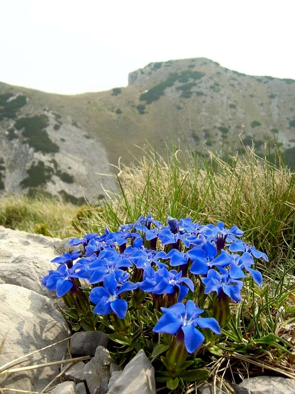 Gentiana verna (Spring Gentian) : Photos, Diagrams & Topos : SummitPost