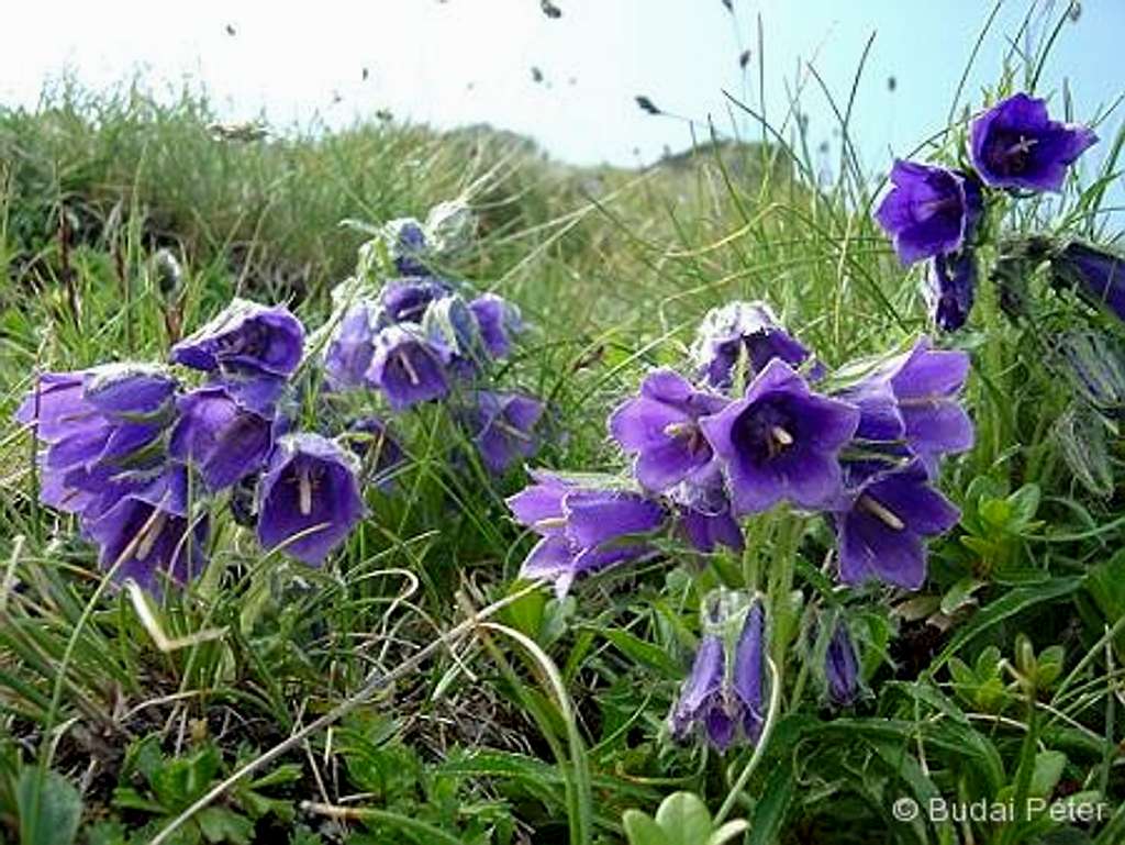 <b>Alpine bellflower</b> - <i>Campanula alpina</i>