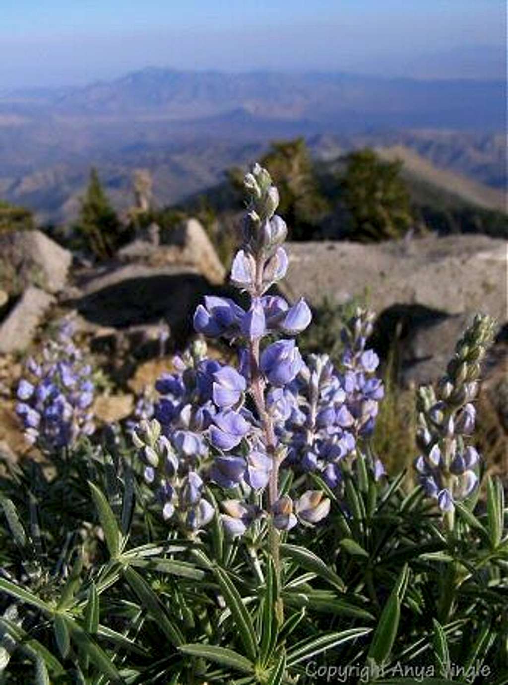 Lupine on top of Griffith Peak
