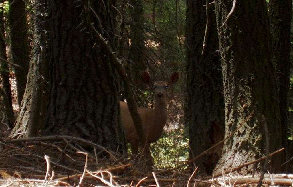 Deer in the Packsaddle Grove