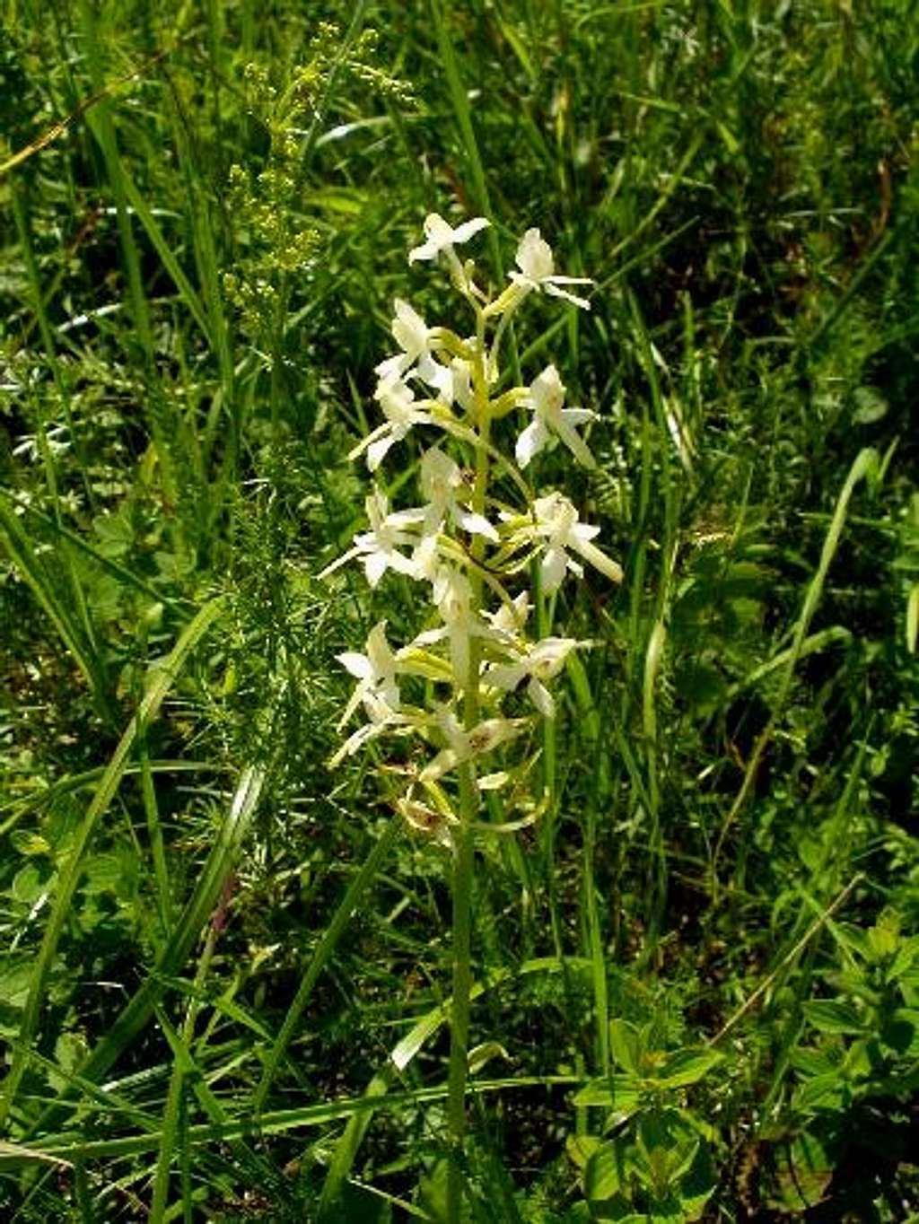 Butterfly Orchid.