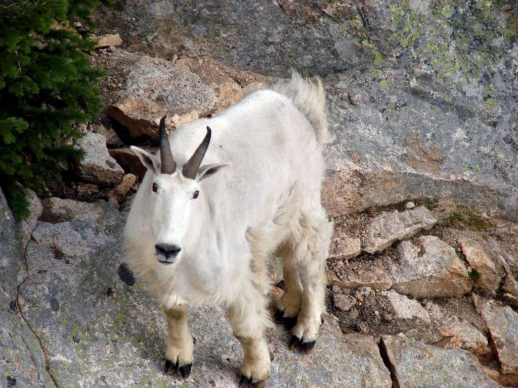 Liberty Bell Goat