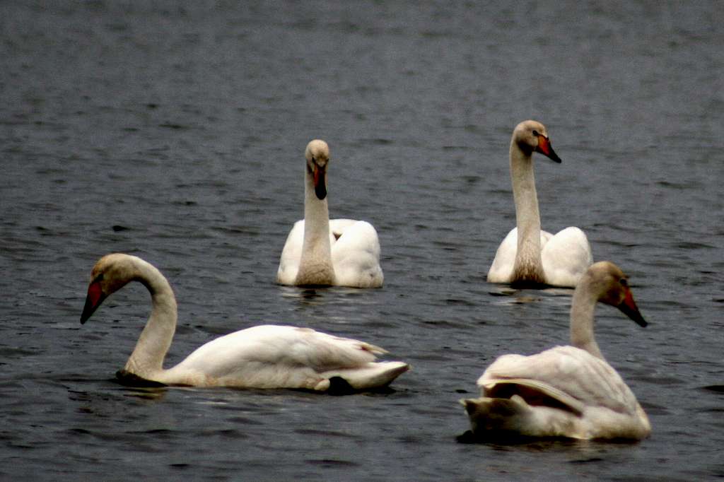 Whooper Swans