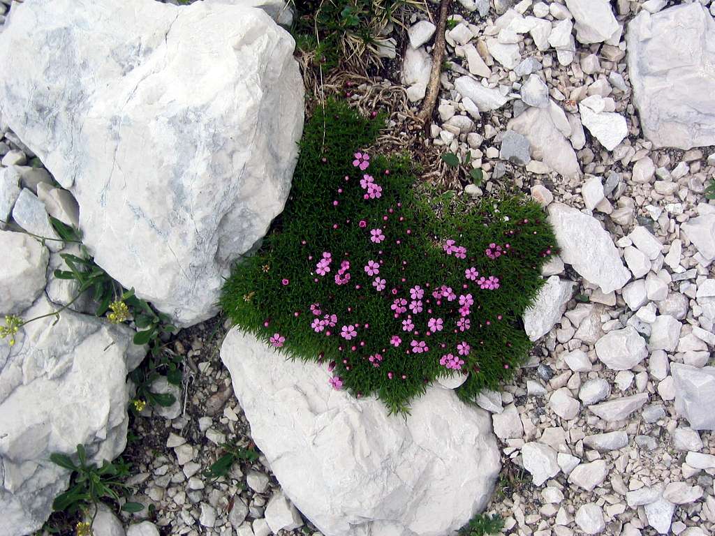  flora of Julian Alps - Jalovec