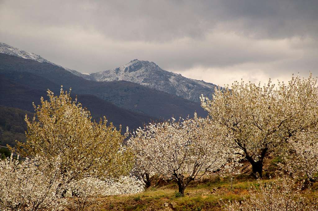 Spring in Valle del Jerte
