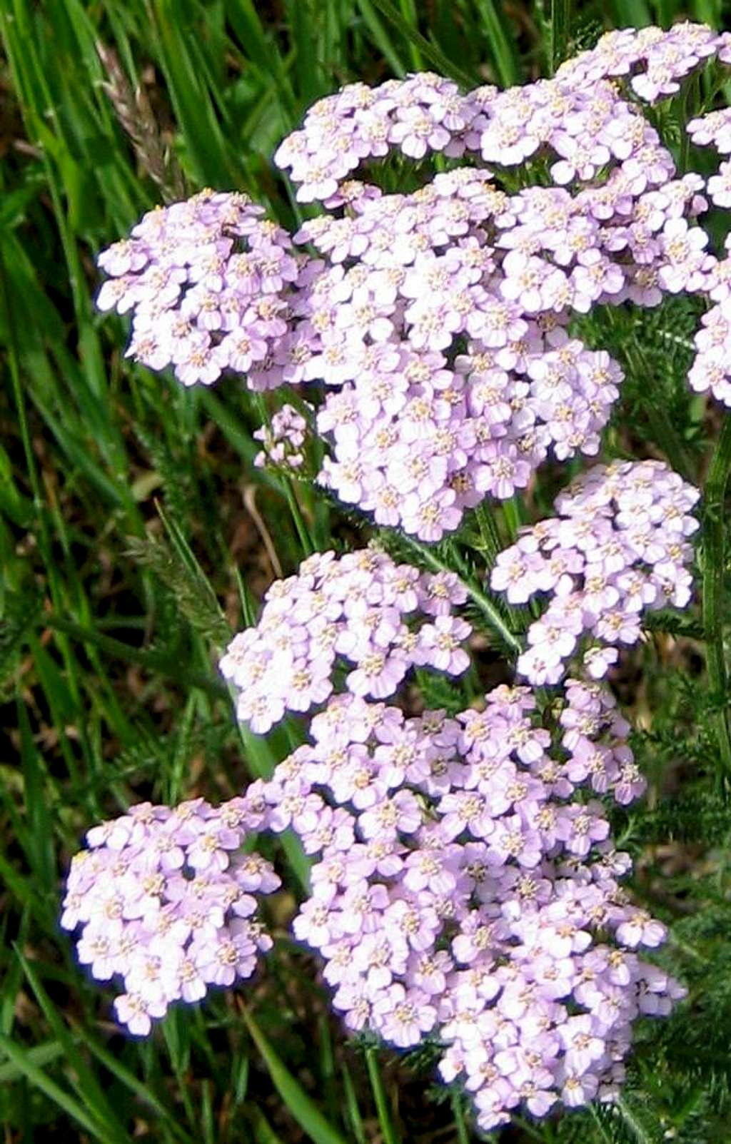 Achillea millefolium - Yarrow (Schafgarbe)